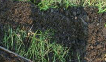 Picture of TOPDRESSING (For Lawns)
