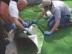 Picture of RYMAR GREEN FUSION TURF ADHESIVE SEAMING GLUE